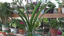 花盆里加一把瓜子壳坚果壳，君子兰疯长，花箭满盆蹿