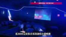 男子花3000元装音乐设备给猪听歌，当事人：发现猪听音乐心情好