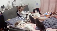 美女满床都是猫咪，隔着屏幕都能感受到绝望