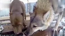 狼和比特犬谁更厉害,看它们一起吃东西就知道了