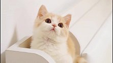 新来的短腿小猫咪，蹦蹦跳跳憨态可掬，简直可爱到爆！