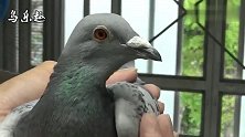 信鸽鉴赏：500公里超远程冠军鸽子，灰雨点