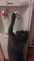 猫：这里的水喝着有点甜，真好喝！