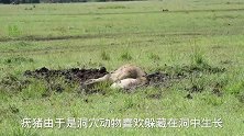狮子挖洞猎杀疣猪，比过年杀猪还刺激，结果鬣狗坐享其成？