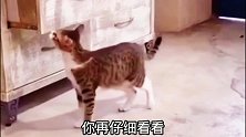 爆笑：日防夜防，家猫难防！