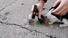 流浪猫觅食，误将头卡进玻璃杯，路人的做法太感人了！
