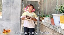 5斤红薯1盆土，柴火大锅里一闷，掀锅扒皮那一刻，流口水了