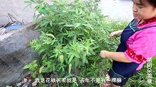 苗大姐土钵炖土鸭，菜堆得比头还高，啪啦啦吃了快半只鸭