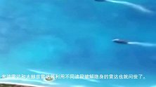 女博士挽狂澜救利器，显微镜下焊接千根细丝，不愧撑起天眼半边天