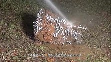 老外用密封胶封住蚁穴，倒上汽油再喷火，蚂蚁内心崩溃了