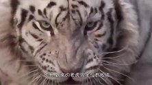 狮子园中关进一只老虎，非洲雄狮立马上前对视，却少了一股气势