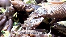 世上最贵的海鲜，一斤价格近万元！渔夫为赚钱用生命去捕捞