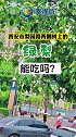 近日，西安市梨园路两旁的树上挂满了绿梨，不少市民路过时拍照打卡。树上的梨到底能不能吃？西安梨园路