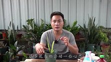 令箭荷花扦插不爱长芽，“重点”往下移，很快有新芽冒