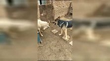 爆笑：有只羊不听话怎么办？牧羊犬请求出战，多少能给点面子