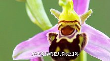 人间宝藏！8种奇特的花儿，你见过几种？