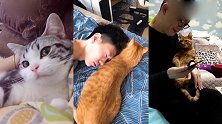 小奶猫撒起娇是什么感觉，女朋友：那是我的肩膀！