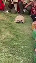 现实版龟兔赛跑，说明了什么道理？龟兔赛跑现实版