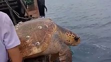 出海捕鱼捞上来只大海龟，为保平安，渔民还是把它放生在大海里！