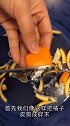 橘子皮的神奇用法来了，看完视频的你学会了吗？快去试试吧