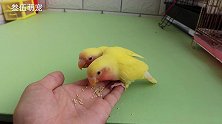 两只黄桃养了15天，给它吃的已经可以上手吃食