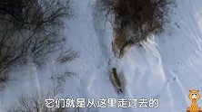 狼性1，两头狼在半米厚度雪地追赶野牛，一直追，终于追上，攻击