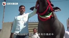 印度有一头最贵的牛，身价超2亿，每天晚上要喝威士忌才能睡觉