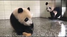 胖大海正偷吃麻麻的窝头被逮个正着