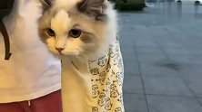 猫咪：这么带我出门，我不要面子啊