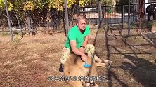 4只狮子打群架，饲养员上去就是一鞋底子，狮群瞬间一哄而散！