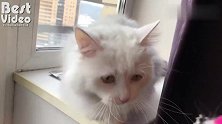 猫咪的忍耐限度是20秒,给猫咪梳毛也要斗智斗勇