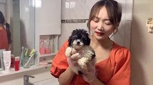 小妹筛选的花泰迪，种类珍稀少有，沐浴后当前一亮萌翻全场