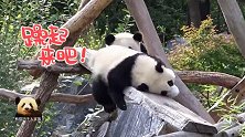 熊猫宝宝梦圆梦想每天最大的乐趣就是切磋武艺，两个小家伙真调皮
