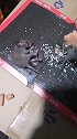 这老鼠都要死了，还不忘记吃！