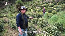 茶园现场：太平猴魁与一般茶叶有什么不同，今天算是长见识了！