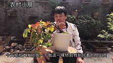 小朋这盆爬山虎，根盘不仅好看还长得如此好看，大家觉得怎么样
