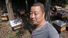山下蜜蜂搬上山，10多天就进蜜爆箱，还是高山蜜源多