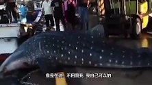 鲸鲨不慎跳上码头，都别动，我自己下去，镜头记录搞笑画面