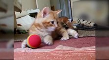小猫看见了玩具球，抱住就开始啃，真是搞笑！