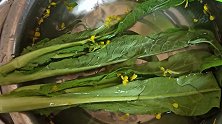 鱼露爆炒广东高脚菜心，增城迟菜心又甜又软，连州高脚菜心一样美