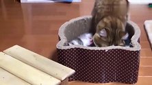 这只大脸猫趁猫爸不在跑进猫窝，还给猫妈清洁，真是调皮