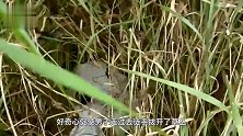 草丛发出微弱“哀鸣”，男子扒开草丛，眼前一幕让人大吃一惊！
