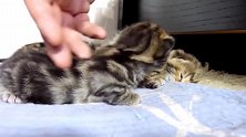 蜷缩在一起睡着的猫猫，这可爱的小表情，好萌！