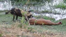 鬣狗盯上小鸵鸟，它躲在树后垂涎欲滴，谁料鸵鸟妈妈是个“硬茬”