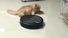 猫咪被扫地机撞了后，表情马上就变了，猫：撞了我还想走呀