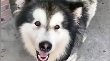 会算数的阿拉斯加犬，你别看它憨憨的，智商还挺高