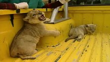 小狮子打疫苗,张牙舞爪凶巴巴的,太可爱了!