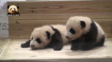 两只软绵绵肉嘟嘟的熊猫小不点儿聚在一起卖萌，可爱指数翻倍