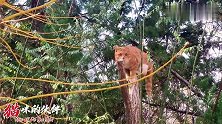 吃饱喝足了，上蹿下跳，并不是捉鸟爬树，纯属嘚瑟自嗨表演！