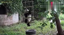 重庆动物园杂技团又更新了,渝宝霸占秋千
